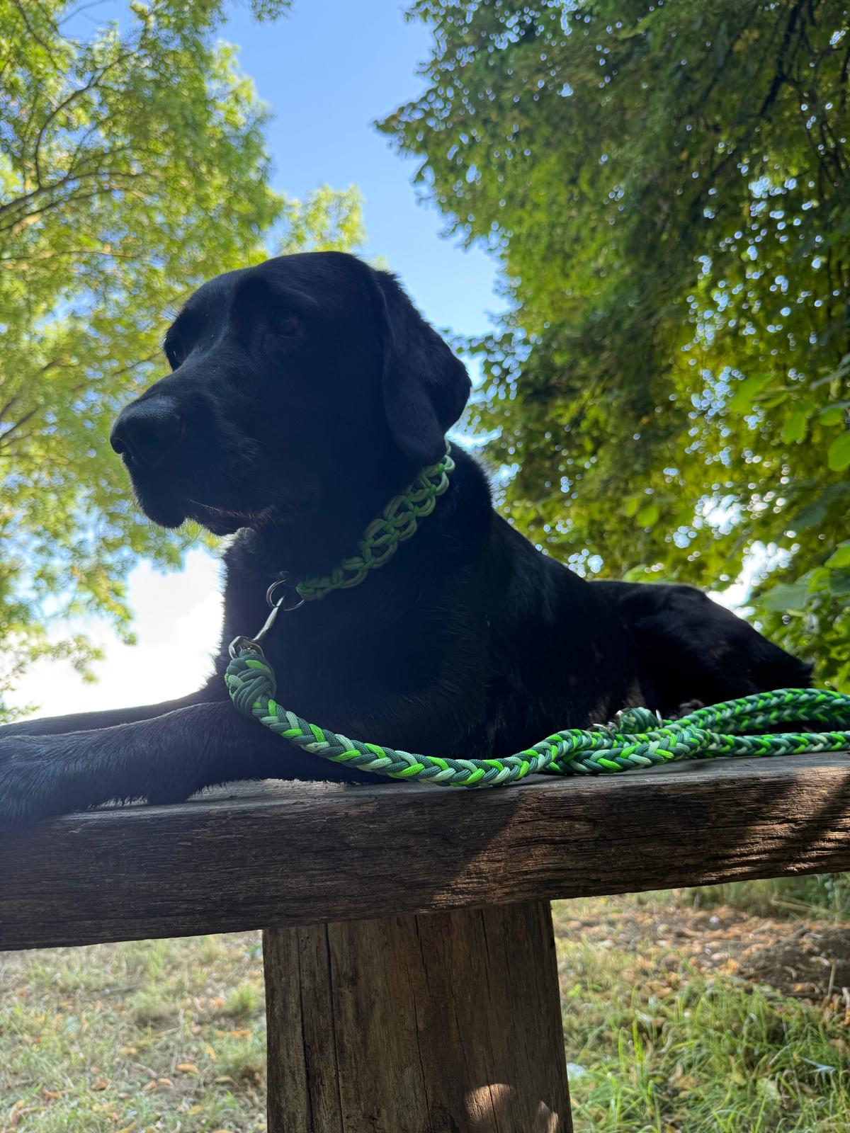 Hundeleine Paracord Grün - handmade