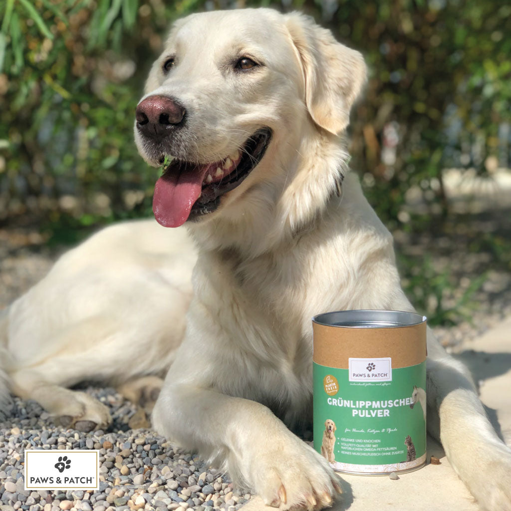 🐚 Grünlippmuschel Pulver – hochwertige Vollfett-Qualität