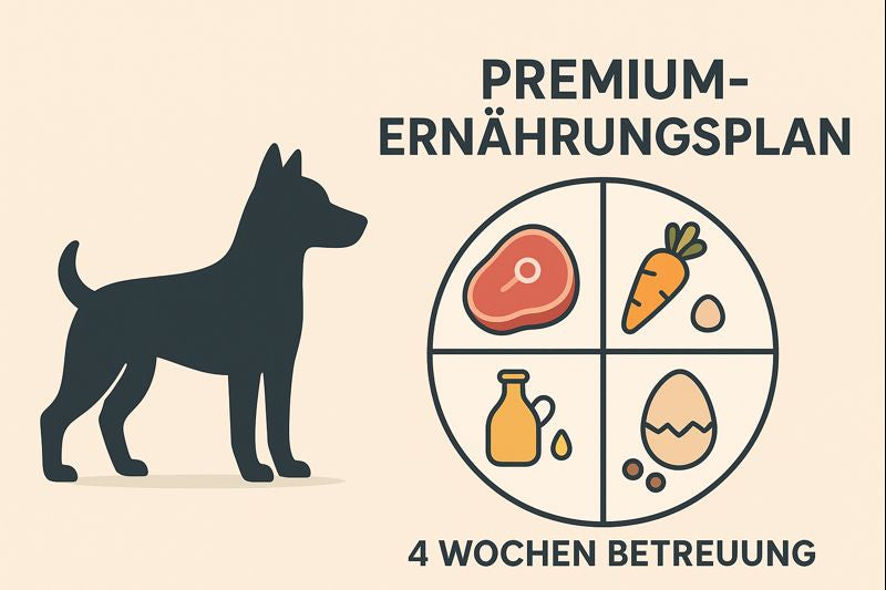 🍽️ Premium-Ernährungsplan + 4 Wochen Betreuung