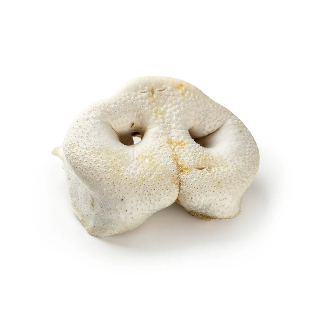 Schweine-Nase gepfutt, weiß