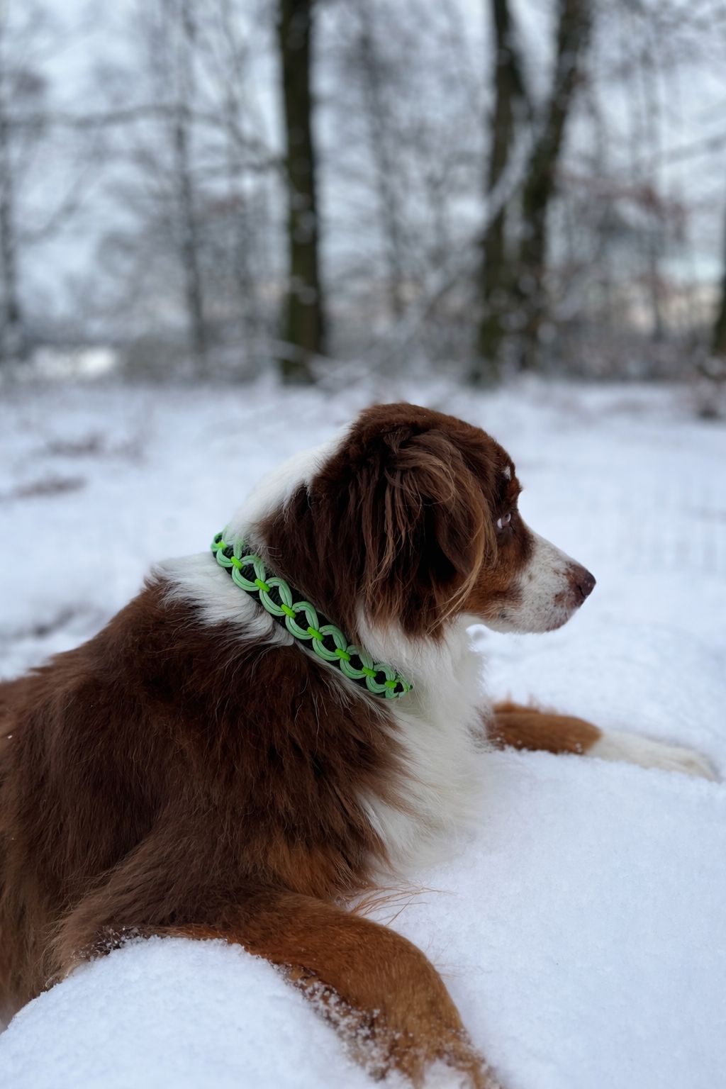 Hundehalsband Paracord Grün - handmade